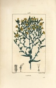 Salat - Salat, Lactuca sativa. Håndkoloreret kobberstik af Lambert Junior efter en tegning af Pierre Jean-Francois Turpin fra Chaumeton, Poiret og Chamberets "" La Flore Medicale,"" Paris, Panckoucke af Pierre Jean Francois Turpin