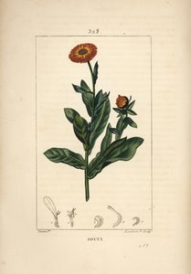 Morgenfrue, Calendula officinalis, med blomst, blad og stilk. Håndkoloreret kobberstik af Lambert Junior efter en tegning af Pierre Jean-Francois Turpin fra Chaumeton, Poiret og Chamberets "" La Flore Medicale,"" Paris, Panckoucke af Pierre Jean Francois Turpin