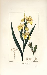 Marsh Iris eller Water Yellow Iris - Gul iris, Iris palustris lutea, blomst, blade og frøkapsel. Håndfarvet stiplet kobberstik af Lambert Junior efter en tegning af Pierre Jean-Francois Turpin fra Chaumeton, Poiret og Chamberets "" La Flore Me