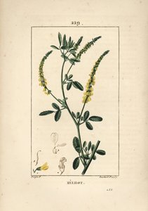 Melilot - Melilot trefoil, Melitotus officinarum. Håndkoloreret kobberstik af Lambert Junior efter en tegning af Pierre Jean-Francois Turpin fra Chaumeton, Poiret og Chamberets "" La Flore Medicale,"" Paris, Panckoucke af Pierre Jean Francois Turpin