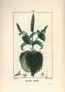 Mint crispee, kruset eller hult - Krøllet mynte, Mentha crispa. Håndkoloreret kobberstik af Lambert Junior efter en tegning af Pierre Jean-Francois Turpin fra Chaumeton, Poiret og Chamberets "" La Flore Medicale,"" Paris, Panckoucke af Pierre Jean Francois Turpin