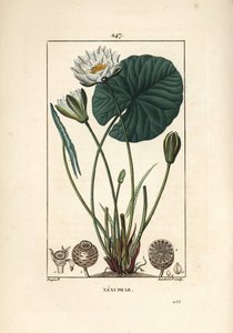 Nenuphar blanc - Hvid åkande, Nymphaea alba, med blade, blomst, frøstand og frø. Håndfarvet stipple kobberstik af Lambert Junior efter en tegning af Pierre Jean-Francois Turpin fra Chaumeton, Poiret og Chamberets "" La Flore Medicale," af Pierre Jean Francois Turpin