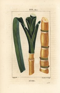 Ædelrør - Sukkerrør, Saccharum officinarum, stilk og blad. Håndkoloreret kobberstik af Lambert Junior efter en tegning af Pierre Jean-Francois Turpin fra Chaumeton, Poiret og Chamberets "" La Flore Medicale,"" Paris, Panckoucke af Pierre Jean Francois Turpin