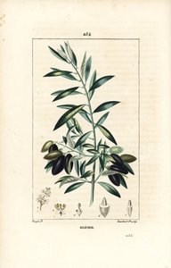 Olivier - Oliventræ, Olea europaea, med blade, grene, frugter og frø. Håndfarvet stipplet kobberstik af Lambert Junior efter en tegning af Pierre Jean-Francois Turpin fra Chaumeton, Poiret og Chamberets "" La Flore Medicale,"" Paris, Panckou af Pierre Jean Francois Turpin