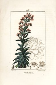 Orpin - Almindelig husblas, Sedum majus. Håndkoloreret kobberstik af Lambert Junior efter en tegning af Pierre Jean-Francois Turpin fra Chaumeton, Poiret og Chamberets "" La Flore Medicale,"" Paris, Panckoucke af Pierre Jean Francois Turpin