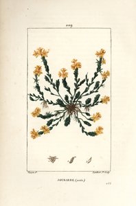 Orpin acre - Gylden stenurt, Sedum acre. Håndkoloreret kobberstik af Lambert Junior efter en tegning af Pierre Jean-Francois Turpin fra Chaumeton, Poiret og Chamberets "" La Flore Medicale,"" Paris, Panckoucke af Pierre Jean Francois Turpin