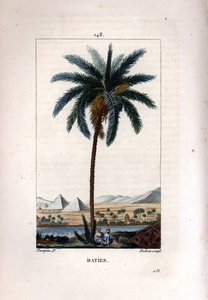 Palme a dadler Dadelpalme, Phoenix dactylifera, viser frugt og blade mod landskab med pyramider og flod. Håndkoloreret kobberstik af Dubois efter en tegning af Pierre Jean-Francois Turpin fra Chaumeton, Poiret et Chamberets "" La af Pierre Jean Francois Turpin