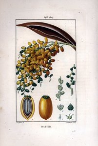 Palmegren a dadler - Daddelpalme, Phoenix dactylifera, viser moden frugt på en gren og individuel frugt i snit. Håndkoloreret kobberstik af Lambert efter en tegning af Pierre Jean-Francois Turpin fra Chaumeton, Poiret et Chamberet