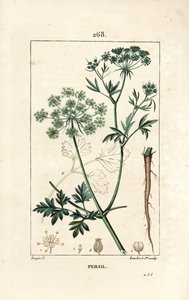 Persille - Havepersille, Petroselinum crispum, med blomst, blade, stilk, rod og frø. Håndfarvet stiplet kobberstik af Lambert Junior efter en tegning af Pierre Jean-Francois Turpin fra Chaumeton, Poiret og Chamberets "" La Flore Medicale af Pierre Jean Francois Turpin