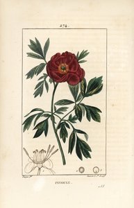 Peony officinale - Europæisk pæon, Paeonia officinalis, med blomst, blade og omrids af blomsterdele. Håndfarvet stiplet kobberstik af Lambert Junior efter en tegning af Pierre Jean-Francois Turpin fra Chaumeton, Poiret og Chamberets "" La F af Pierre Jean Francois Turpin