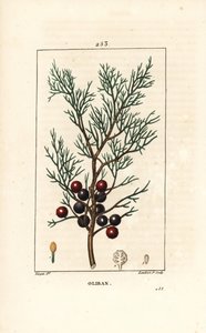 Phoenicie eller Lycia Juniper eller Red Juniper - Fønikisk enebær, arar eller røgelse, Juniperus phoenicea, med gren, blade og bær. Håndfarvet stipplet kobberstik af Lambert Junior efter en tegning af Pierre Jean-Francois Turpin fra Chaumeton, Po af Pierre Jean Francois Turpin