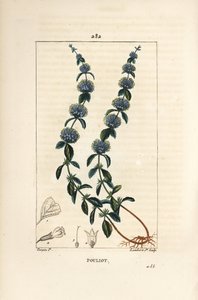Pouliot mynte - Pennyroyal mynte, Mentha pulegium, med blomst, blade, stilk, rod og frø. Håndfarvet stiplet kobberstik af Lambert Junior efter en tegning af Pierre Jean-Francois Turpin fra Chaumeton, Poiret og Chamberets "" La Flore Medicale af Pierre Jean Francois Turpin