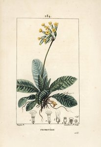 Primevere officinale ou brerelle, gøg, Urt a la lammelse, Herb de Saint Paul, primerolle - Koslip, Primula veris, viser blomst, blade og rødder. Håndkoloreret kobberstik af Lambert Junior efter tegning af Pierre Jean-Francois Turp af Pierre Jean Francois Turpin