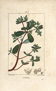 Portulak, Porcelan, Porculaca oleracea, med blad, stilk og blomst. Håndfarvet stiplet kobberstik af Lambert Junior fra en tegning af Pierre Jean-Francois Turpin fra Chaumeton, Poiret og Chamberets "" La Flore Medicale,"" Paris, Panckouck af Pierre Jean Francois Turpin