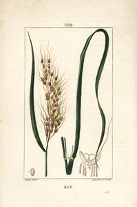 Ris - Ris, Oryza sativa, med blade, frø og stilk. Håndkoloreret kobberstik af Lambert Junior efter en tegning af Pierre Jean-Francois Turpin fra Chaumeton, Poiret og Chamberets "" La Flore Medicale,"" Paris, Panckoucke af Pierre Jean Francois Turpin