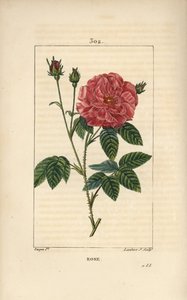 Rose de France eller Rose de Provins - Rose, Rosa gallica, med knop, blomst, blad og tornet stilk. Håndfarvet stiplet kobberstik af Lambert Junior efter en tegning af Pierre Jean-Francois Turpin fra Chaumeton, Poiret og Chamberets "" La Flore Me af Pierre Jean Francois Turpin