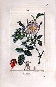 Hybengren med bær (hyben eller hyben) og rose - Vild briar rose, Rosa canina, med blomst, knop og hyben. Håndfarvet stipplet kobberstik af Lambert Junior efter en tegning af Pierre Jean-Francois Turpin fra Chaumeton, Poiret et C af Pierre Jean Francois Turpin