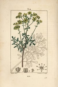 Rue des jardins eller Rue fetide - Rue eller urt af ynde, Ruta graveolens, der viser blomst, blade, stilk, frø og omrids. Håndfarvet stiplet kobberstik af Lambert Junior efter en tegning af Pierre Jean-Francois Turpin fra Chaumeton, Poiret og Cham af Pierre Jean Francois Turpin