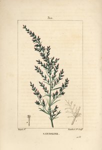 Sagebrush variete - ormefrø eller tatarisk sydved, Artemisia santonicum. Håndfarvet stiplet kobberstik af Lambert Junior fra en tegning af Pierre Jean-Francois Turpin fra Chaumeton, Poiret og Chamberets "" La Flore Medicale,"" Paris, Pa. af Pierre Jean Francois Turpin