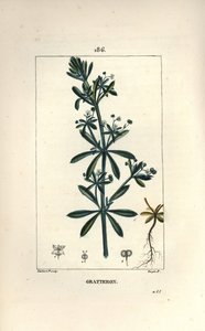 Scratteron eller rieble, rivejern, tunge ridse, gaille - Gåsegræs, Galium aparine. Håndkoloreret kobberstik af Lambert Junior efter en tegning af Pierre Jean-Francois Turpin fra Chaumeton, Poiret og Chamberets "" La Flore Medicale,"" af Pierre Jean Francois Turpin
