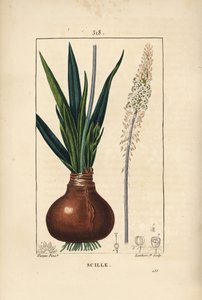 Havsvin, Drimia maritima, med løg, blad, stilk og blomst. Håndkoloreret kobberstik af Lambert Junior efter en tegning af Pierre Jean-Francois Turpin fra Chaumeton, Poiret og Chamberets "" La Flore Medicale,"" Paris, Panckoucke af Pierre Jean Francois Turpin
