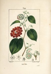 Smilax Variety - Kinesisk smilax, Smilax Kina, med blomst, ranker, blade og frugt. Håndkoloreret kobberstik af Lambert Junior efter en tegning af Pierre Jean-Francois Turpin fra Chaumeton, Poiret og Chamberets "" La Flore Medicale,"" af Pierre Jean Francois Turpin