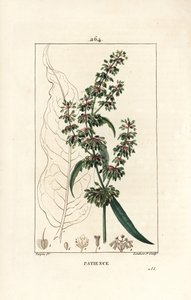 Spinard sorrel ou patience des moines - Patience dock, Rumex patientia, med blomst, stilk, blade, frø og blade omrids. Håndfarvet stiplet kobberstik af Lambert Junior efter en tegning af Pierre Jean-Francois Turpin fra Chaumeton, Poiret og af Pierre Jean Francois Turpin