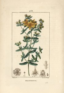 Perikon, perikon eller perikon officinal - Perforeret perikon, Hypericum perforatum. Håndkoloreret kobberstik af Lambert Junior efter en tegning af Pierre Jean-Francois Turpin fra Chaumeton, Poiret og Chambere af Pierre Jean Francois Turpin
