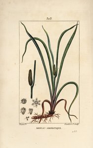 Sødt duftende flag, Acorus calamus, med frø, blade og rod. Håndkoloreret kobberstik af Lambert Junior efter en tegning af Pierre Jean-Francois Turpin fra Chaumeton, Poiret og Chamberets "" La Flore Medicale,"" Paris, Panckoucke af Pierre Jean Francois Turpin