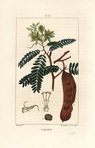 Tamarind - Tamarind, Tamarindus indica, blændende blomst, blade og frøstand. Håndfarvet stiplet kobberstik af Lambert Junior fra en tegning af Pierre Jean-Francois Turpin fra Chaumeton, Poiret og Chamberets "" La Flore Medicale,"" Paris, Panc af Pierre Jean Francois Turpin