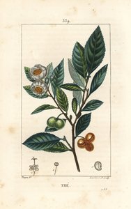 Theier - Te, Camellia sinensis, viser blad, frugt og blomst. Håndkoloreret kobberstik af Lambert Junior efter en tegning af Pierre Jean-Francois Turpin fra Chaumeton, Poiret og Chamberets "" La Flore Medicale,"" Paris, Panckoucke af Pierre Jean Francois Turpin