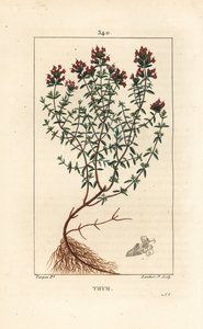 Timian, Thymus vulgaris, viser, blomst, blad, stilk og rod. Håndkoloreret kobberstik af Lambert Junior efter en tegning af Pierre Jean-Francois Turpin fra Chaumeton, Poiret og Chamberets "" La Flore Medicale,"" Paris, Panckoucke af Pierre Jean Francois Turpin