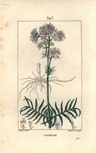 Baldrian af bakkerne eller Baldrian med små blade - Baldrian, Valeriana officinalis, med blomst, blad, stilk og rod. Håndfarvet stiplet kobberstik af Lambert Junior efter en tegning af Pierre Jean-Francois Turpin fra Chaumeton, Poiret og af Pierre Jean Francois Turpin