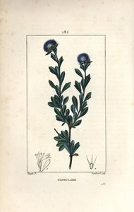 Variete of globular - Globularia med tre tandblade, Globularia fruticosa. Håndfarvet stiplet kobberstik af Lambert Junior efter en tegning af Pierre Jean-Francois Turpin fra Chaumeton, Poiret og Chamberets "" La Flore Medicale,"" Paris, Panc af Pierre Jean Francois Turpin