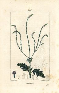 Verbena eller hellig urt, venus vene eller hekseurt - Vervain, Verbena officinalis. Håndfarvet stiplet kobberstik af Lambert Junior efter en tegning af Pierre Jean-Francois Turpin fra Chaumeton, Poiret og Chamberets "" La Flore Medicale,"" Par af Pierre Jean Francois Turpin