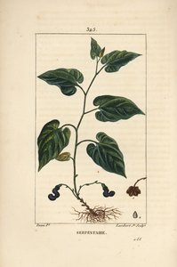 Virginia Snakeroot - Virginisk slangerod, Aristolochia serpentaria, med blomst, blade, stilk, frø og rod. Håndfarvet stiplet kobberstik af Lambert Junior efter en tegning af Pierre Jean-Francois Turpin fra Chaumeton, Poiret og Chamberets " af Pierre Jean Francois Turpin