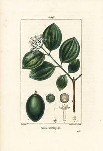 Vomiker - Strychnine-træ eller giftnød, Strychnos nux-vomica, med frugt, frø, blade og blomst. Håndfarvet stiplet kobberstik af Lambert Junior efter en tegning af Pierre Jean-Francois Turpin fra Chaumeton, Poiret og Chamberets "" La Flore af Pierre Jean Francois Turpin