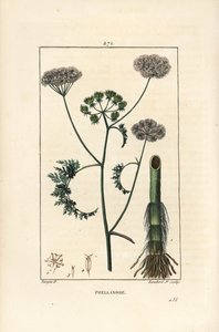 Vanddråbeurt eller vandhæk, Oenanthe aquatica (Phellandrium aquatica), med blomst, blade, stilk og rod. Håndkoloreret kobberstik af Lambert Junior efter en tegning af Pierre Jean-Francois Turpin fra Chaumeton, Poiret og Chamberet