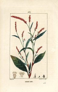 Vandpeber knotwee - Vandpeber, Persicaria hydropiper (Polygonum hydropiper), med blomst, stilk og blad. Håndkoloreret kobberstik af Lambert Junior efter en tegning af Pierre Jean-Francois Turpin fra Chaumeton, Poiret og Chamberet