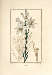 Hvid lilje eller madonna lilje - Hvid lilje, Lilium candidum. Håndkoloreret kobberstik af Lambert Junior efter en tegning af Pierre Jean-Francois Turpin fra Chaumeton, Poiret og Chamberets "" La Flore Medicale,"" Paris, Panckoucke af Pierre Jean Francois Turpin