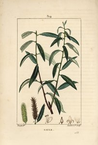 Hvid eller sølv pil, hvid piletræ - Hvid piletræ, Salix alba, med blade, blomster, han- og hunkakler, frugt og frø. Håndfarvet stiplet kobberstik af Lambert Junior efter en tegning af Pierre Jean-Francois Turpin fra Chaumeton, Poi af Pierre Jean Francois Turpin