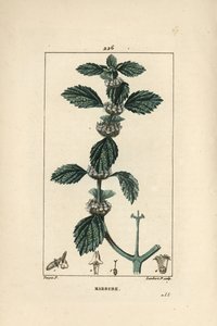 Hvid eller almindelig marrube - Almindelig horehound, Marrubium vulgare. Håndkoloreret kobberstik af Lambert Junior efter en tegning af Pierre Jean-Francois Turpin fra Chaumeton, Poiret og Chamberets "" La Flore Medicale,"" Paris, Panckoucke af Pierre Jean Francois Turpin