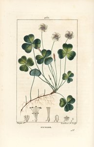 Skovsyre, Oxalid (oxalis) des bois - Skovsyre, Oxalis acetosella, med blomst, blad, stilk, frø og rod. Håndkoloreret kobberstik af Lambert Junior efter en tegning af Pierre Jean-Francois Turpin fra Chaumeton, Poiret og Chambere af Pierre Jean Francois Turpin