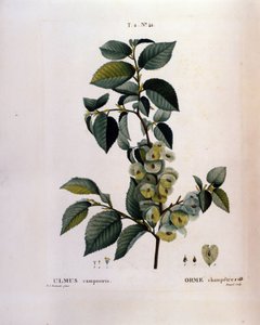 Botanik: elmegren. Tallerken taget fra "" Nouveau Duhamel du Monceau eller godbidder behandler træer og buske dyrket i Frankrig"" Akvarel af Pierre Joseph Redoute (1759-1840) 1819