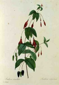 Fuchsia coccinea, fra 