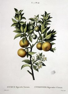 Citrontræ kinesisk bigaradier - i "" New Duhamel eller afhandling om træer og skov, som vi dyrker i Frankrig"", tegninger af P.J. Redouté og P. Bessa, Paris