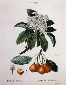 Poirier de Pollviller - i "" New Duhamel du Monceau eller afhandling om træer og buske, der dyrker i Frankrig"", figurer ifølge tegningerne af P.J. Redoute og P. Bessa, Paris