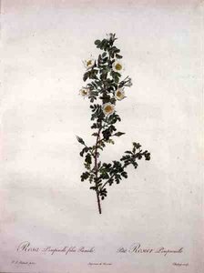 Rosa pimpinelli folia pumila (dværg skotsk rose), graveret af Chapuy, fra 