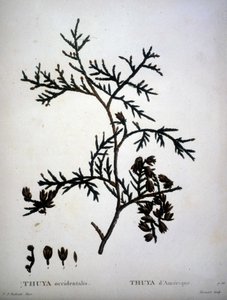 Thuya occidentalis eller amerikansk Thuya - i "" New Duhamel du Monceau eller afhandling om træer og skov, der kulturer i Frankrig"", figurer ifølge tegninger af P.J. Redoute og P. Bessa af Pierre Joseph (after) Redoute