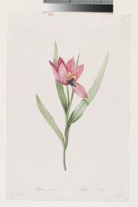Tulipan Oeil De Soleil af Pierre Joseph (after) Redoute